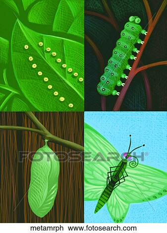 Drawing - Metamorphosis. Fotosearch