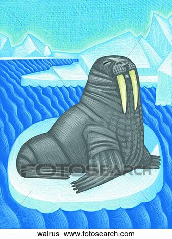 Walrus View Large Illustration Stock Illustration - Walrus. Fotosearch