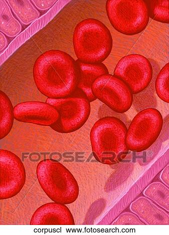 Drawing - Corpuscle. Fotosearch