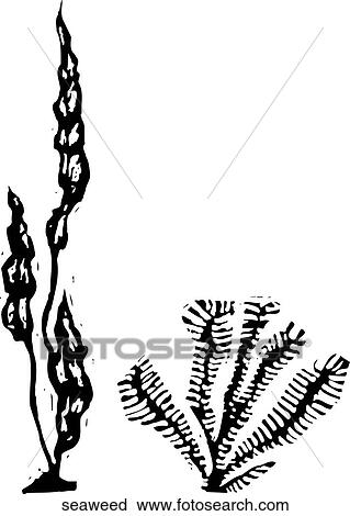 海草 クリップアート 切り張り イラスト 絵画 集 Seaweed Fotosearch