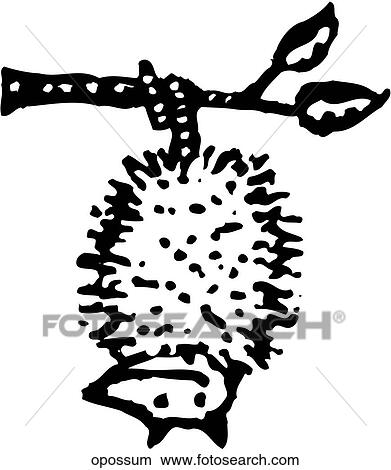 Opossum View Large Clip Art Graphic Clipart - Opossum. Fotosearch