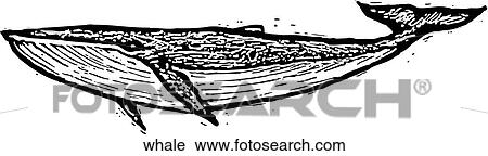 Whale View Large Clip Art Graphic Clipart - Whale. Fotosearch