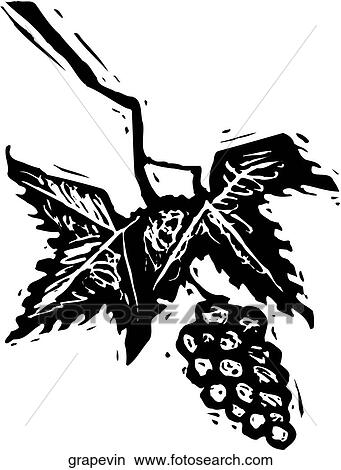 Clipart - Grape Vine. Fotosearch