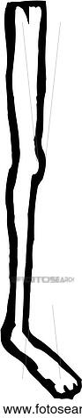 Clipart - Leg 14. Fotosearch
