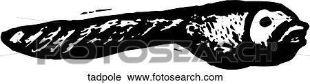 Clipart - Tadpole. Fotosearch
