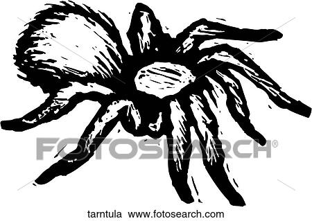 Clipart - Tarantula. Fotosearch