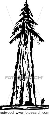 Clipart - Redwood. Fotosearch