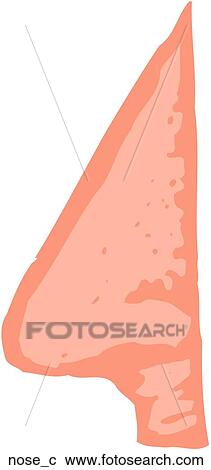 Clipart - Nose. Fotosearch