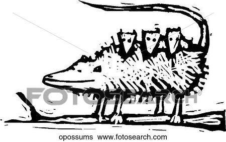 Opossum Family View Large Clip Art Graphic Clip Art - Opossum Family. Fotosearch