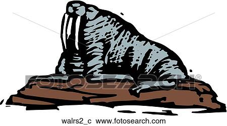 Clipart - Walrus. Fotosearch
