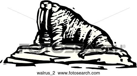 Walrus View Large Clip Art Graphic Clipart - Walrus. Fotosearch