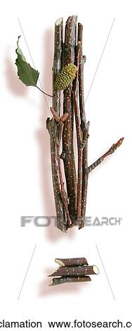 Stick Exclamation View Large Photo Image Picture - Stick Exclamation. Fotosearch