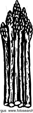 Asparagus View Large Clip Art Graphic Clip Art - Asparagus. Fotosearch