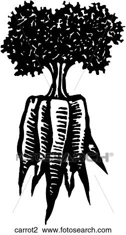 Clipart - Carrot 2. Fotosearch