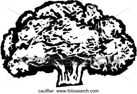 Cauliflower View Large Clip Art Graphic Clipart - Cauliflower. Fotosearch