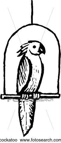 Cockatoo View Large Clip Art Graphic Clipart - Cockatoo. Fotosearch