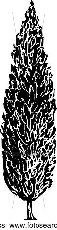 Cypress View Large Clip Art Graphic Clip Art - Cypress. Fotosearch