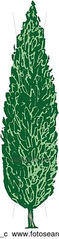 Clipart - Cypress. Fotosearch