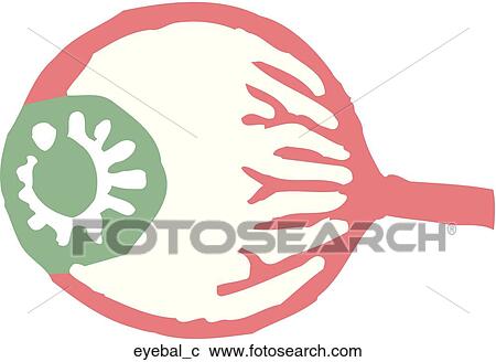 Eyeball View Large Clip Art Graphic Clipart - Eyeball. Fotosearch