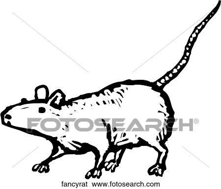 Fancy Rat View Large Clip Art Graphic Clip Art - Fancy Rat. Fotosearch
