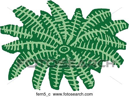 Clipart - Fern 5. Fotosearch