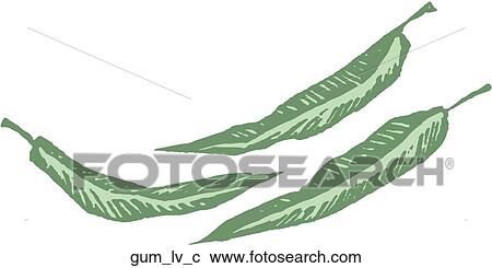 Gum Leaves View Large Clip Art Graphic Clipart - Gum Leaves. Fotosearch