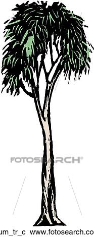 Clipart - Gum Tree. Fotosearch