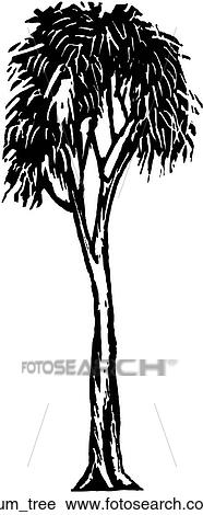 Clipart - Gum Tree. Fotosearch