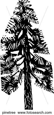 Clipart - Pine Tree. Fotosearch