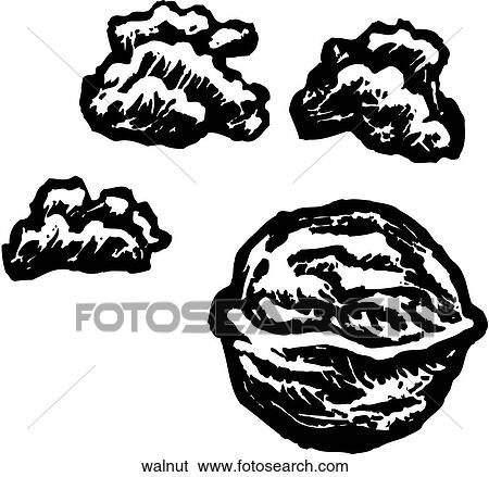Clip Art - Walnut. Fotosearch