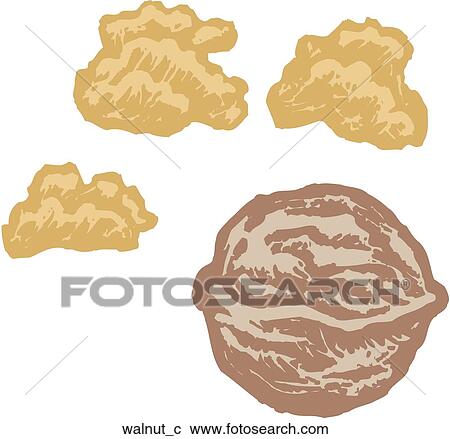 Clipart - Walnut. Fotosearch