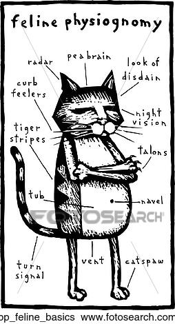 Feline Physiognomy View Large Clip Art Graphic Clip Art - Feline Physiognomy. Fotosearch