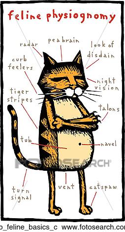 Feline Physiognomy View Large Clip Art Graphic Clipart - Feline Physiognomy. Fotosearch