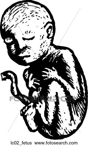 Clip Art - Fetus. Fotosearch