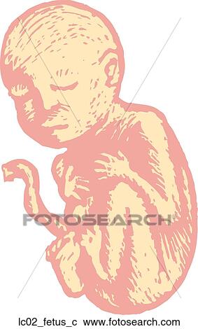 Clipart - Fetus. Fotosearch