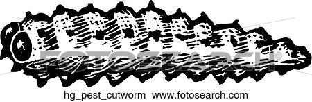 Pest - Cutworm View Large Clip Art Graphic Clipart - Pest - Cutworm. Fotosearch