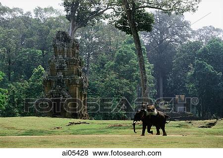 Stock Photo - Cambodia, Siem Reap, An elephant is ridden across the grounds of the Temples of Angkor. Fotosearch