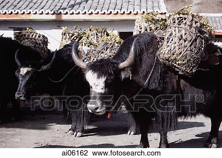China, Szechuan (Sichuan), Kham region, Yaks loaded with baskets of produce. View Large Photo Image Stock Image - China, Szechuan (Sichuan), Kham region, Yaks loaded with baskets of produce.. Fotosearch