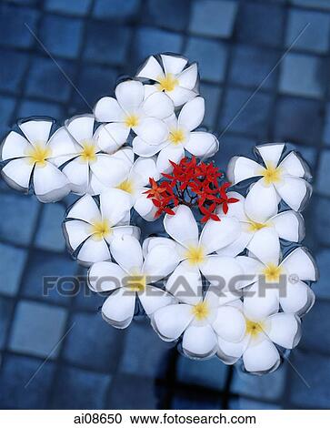 Stock Image -  Flowers in a pool. Fotosearch