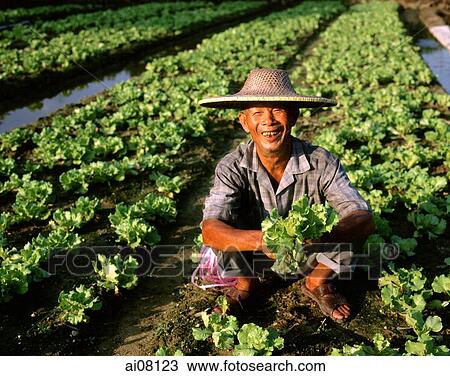 Hong Kong, New Territories, Farmer at vegetation. View Large Photo Image Stock Image - Hong Kong, New Territories, Farmer at vegetation.. Fotosearch