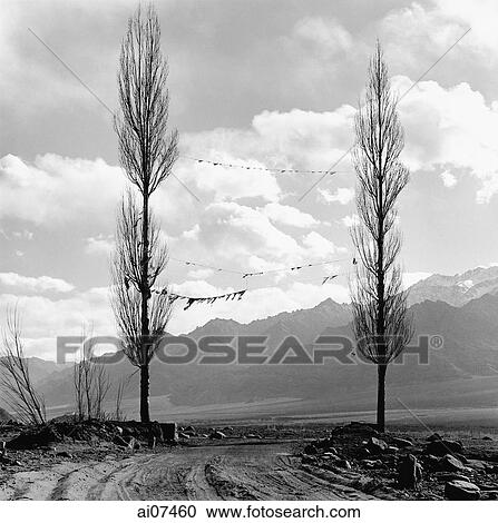 India, Ladakh, Leh, Prayer flags tied in between two trees, mountains at background. View Large Photo Image Stock Image - India, Ladakh, Leh, Prayer flags tied in between two trees, mountains at background.. Fotosearch