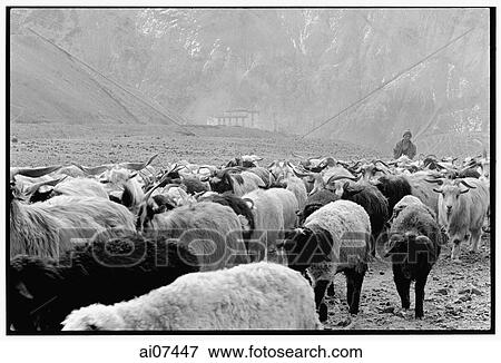 India, Northern India, Srinagar-Leh Road, Lamayuru Village, Boy shepherding sheep. View Large Photo Image Stock Photo - India, Northern India, Srinagar-Leh Road, Lamayuru Village, Boy shepherding sheep.. Fotosearch