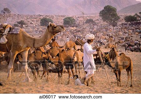 India, Rajasthan, Pushkar, A man prepares for night by tethering his camels. View Large Photo Image Stock Photo - India, Rajasthan, Pushkar, A man prepares for night by tethering his camels.. Fotosearch