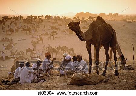 India, Rajasthan, Pushkar, Camel traders at the annual Pushkar fair cooking dinner. View Large Photo Image Picture - India, Rajasthan, Pushkar, Camel traders at the annual Pushkar fair cooking dinner.. Fotosearch