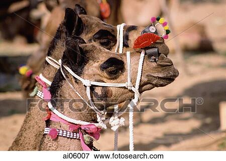 Stock Photo - India, Rajasthan, Pushkar, Camels decorated for the fair.. Fotosearch