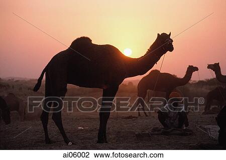 India, Rajasthan, Pushkar, Silhouettes of camels at sunset View Large Photo Image Stock Image - India, Rajasthan, Pushkar, Silhouettes of camels at sunset. Fotosearch