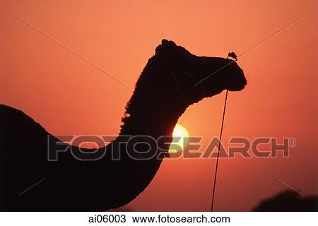 India, Rajasthan, Pushkar, Silhouettes of camel at sunset View Large Photo Image Stock Image - India, Rajasthan, Pushkar, Silhouettes of camel at sunset. Fotosearch