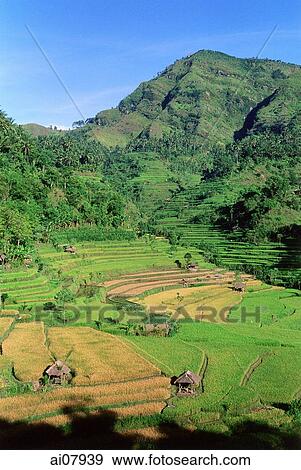 Indonesia, Bali, Abang, Rice fields. (grainy) View Large Photo Image Stock Photo - Indonesia, Bali, Abang, Rice fields. (grainy). Fotosearch