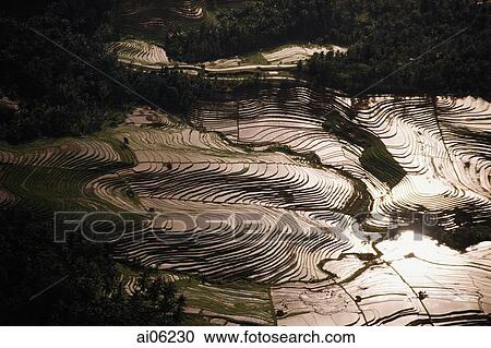 Stock Image - Indonesia, Bali, aerial shot of rice fields Tetebatu.. Fotosearch