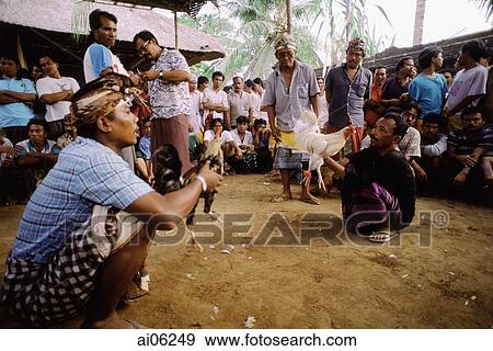 Indonesia, Bali, Cock fight. View Large Photo Image Stock Photo - Indonesia, Bali, Cock fight.. Fotosearch